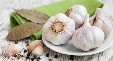 فروش پیاز موسیر